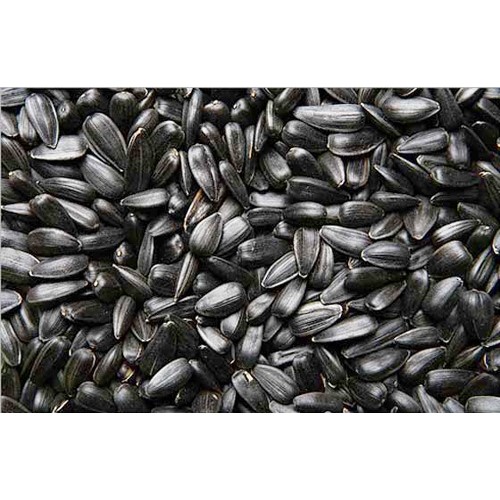 Ηλιόσπορος μαύρος ψιλός τροφή για πτηνά 1 kg
