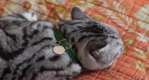 Ταυτότητες - Κουδουνάκια - Εποχιακά Είδη