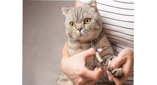 Νυχοκόπτες