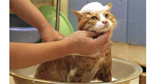 Αφροί καθαρισμού - Σαμπουάν