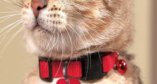 Περιλαίμια - Σαμαράκια