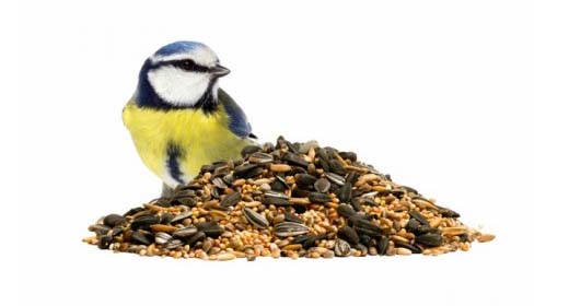 Κύρια τροφή