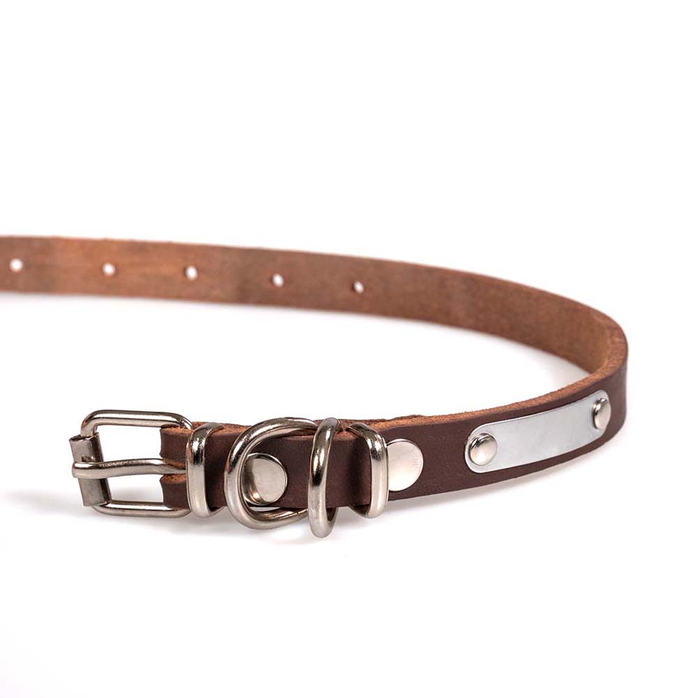 Funky Pet Oil Collar for Dogs 41cm - 1.6cm